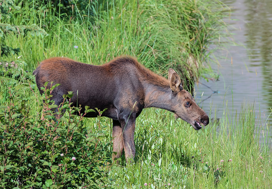 Baby Moose by the River Photograph by Loree Johnson