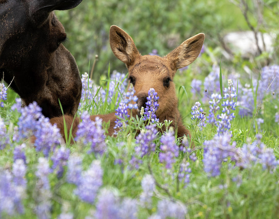 Baby moose in lupine 2 Photograph by Mary Hone