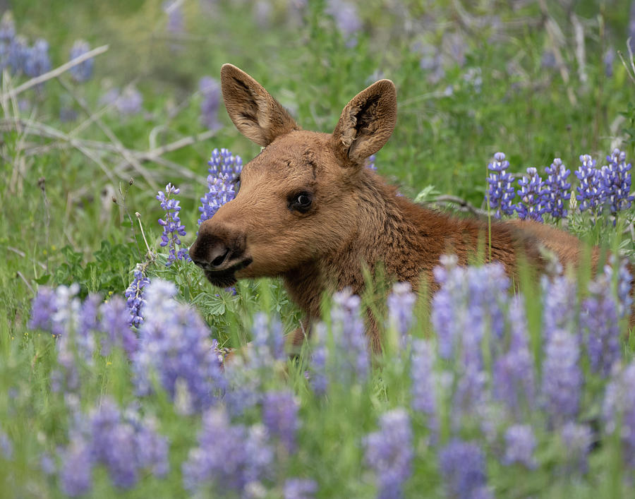 Baby moose in lupine Photograph by Mary Hone