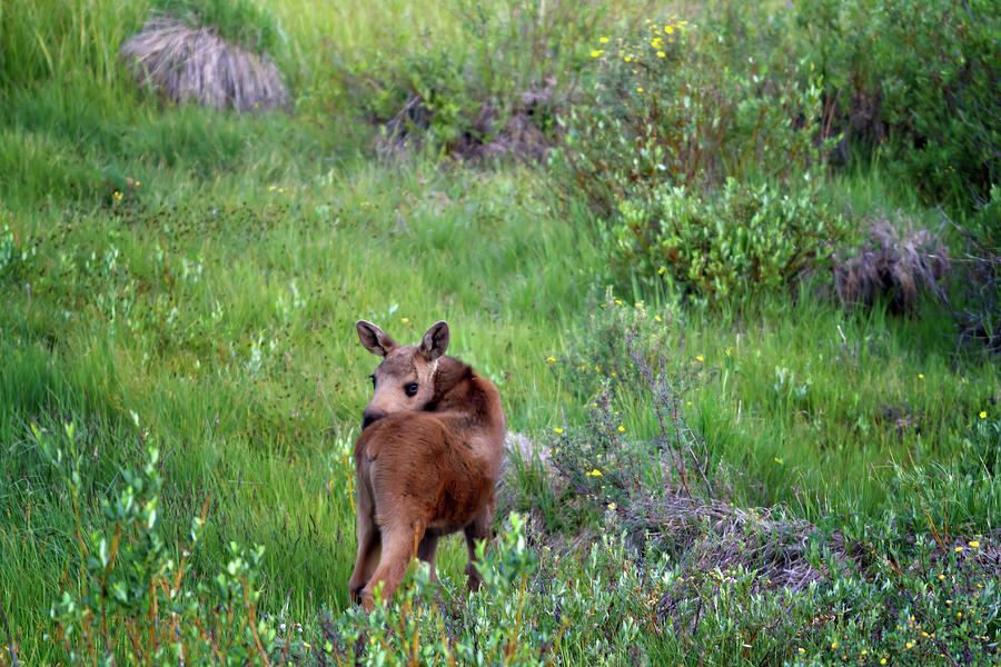 Baby Moose Photograph by Lana Trussell
