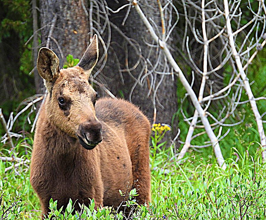 Baby Moose Photograph By Marion Muhm
