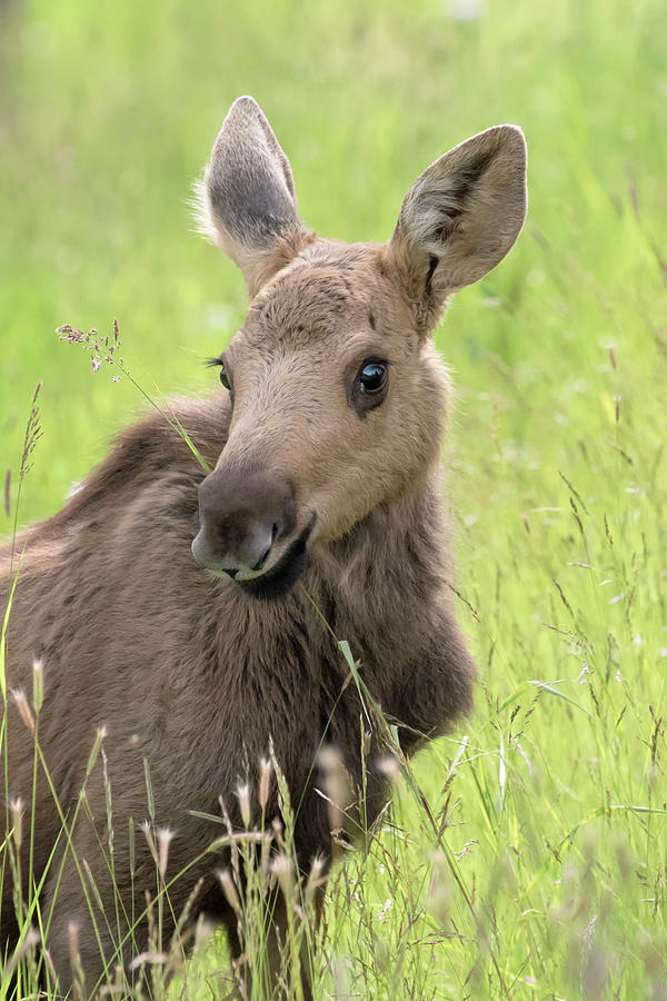 Baby Moose Photograph By Mark Kostich