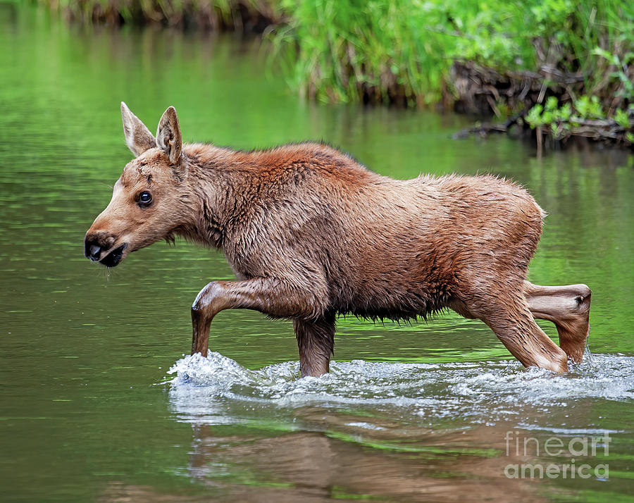 Baby Moose River Crossing Photograph By Dale Erickson