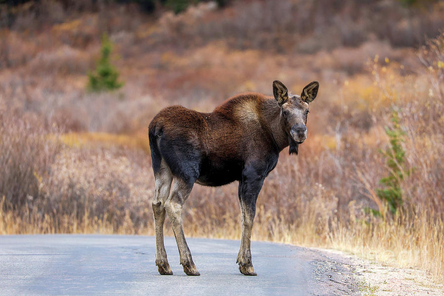 Baby Moose Photograph by Shirley Dutchkowski