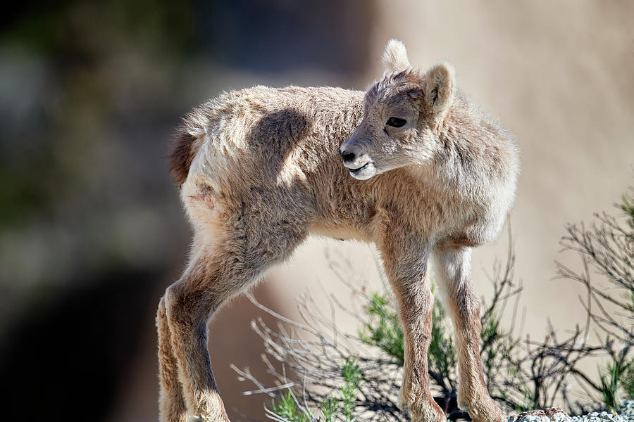 Baby Mountain Goat Photograph by Paul Freidlund