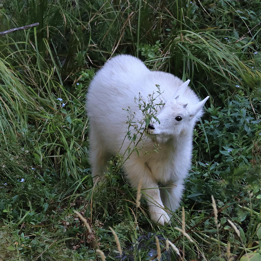 Baby Mountain Goat Photograph by Shane Bechler