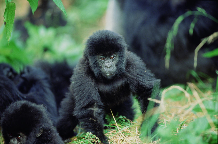 Baby Mountain gorilla (Gorilla gorilla beringei) Photograph by Anup Shah