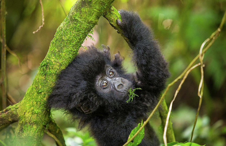 Baby Mountain Gorilla Photograph by Kate Malone