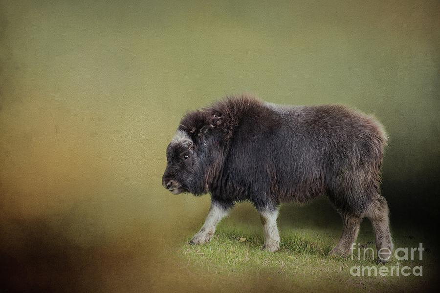 Baby Musk Ox Photograph by Eva Lechner