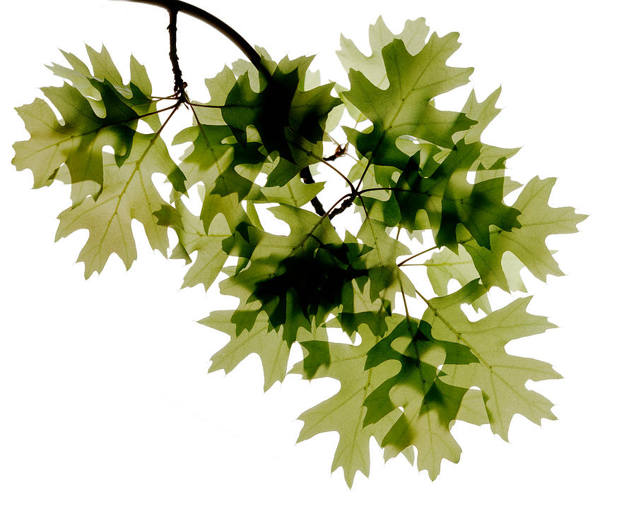 Baby Oak Leaves Photograph by Marsha Tudor