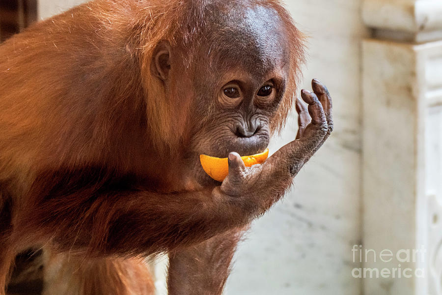 Baby Orangutan Eating Orange Photograph by Arterra Picture Library