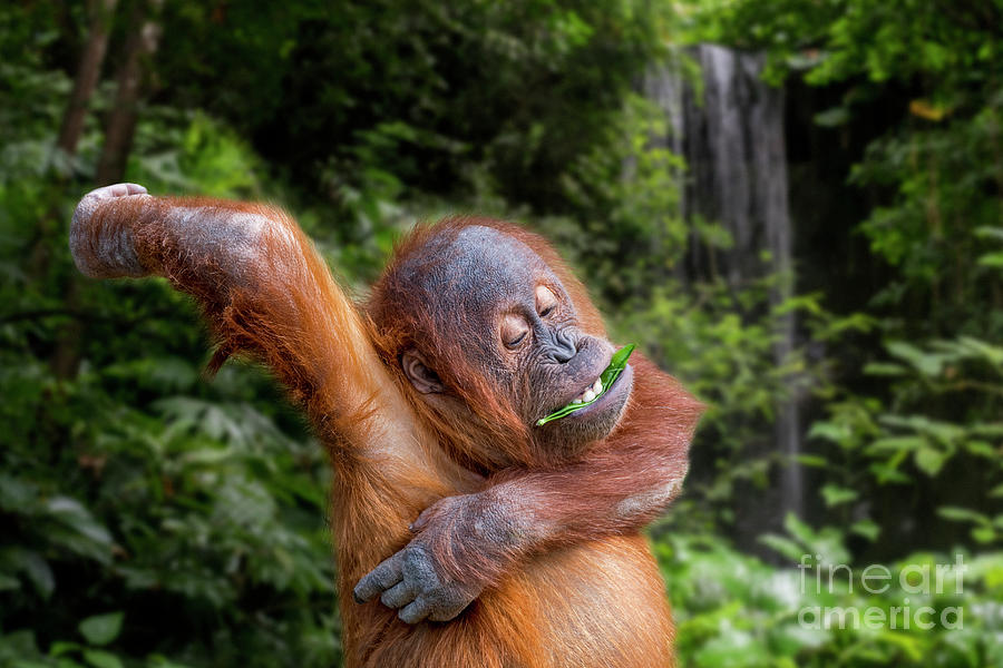 Baby Orangutan in Jungle Photograph by Arterra Picture Library
