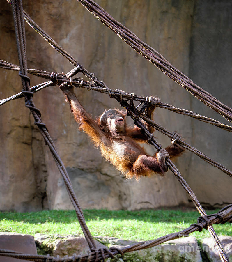 Baby Orangutan Photograph by Milena Boeva