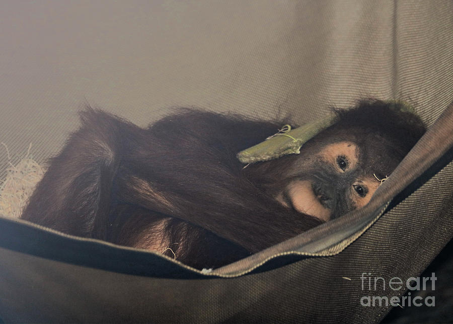 Baby Orangutan Naptime Photograph