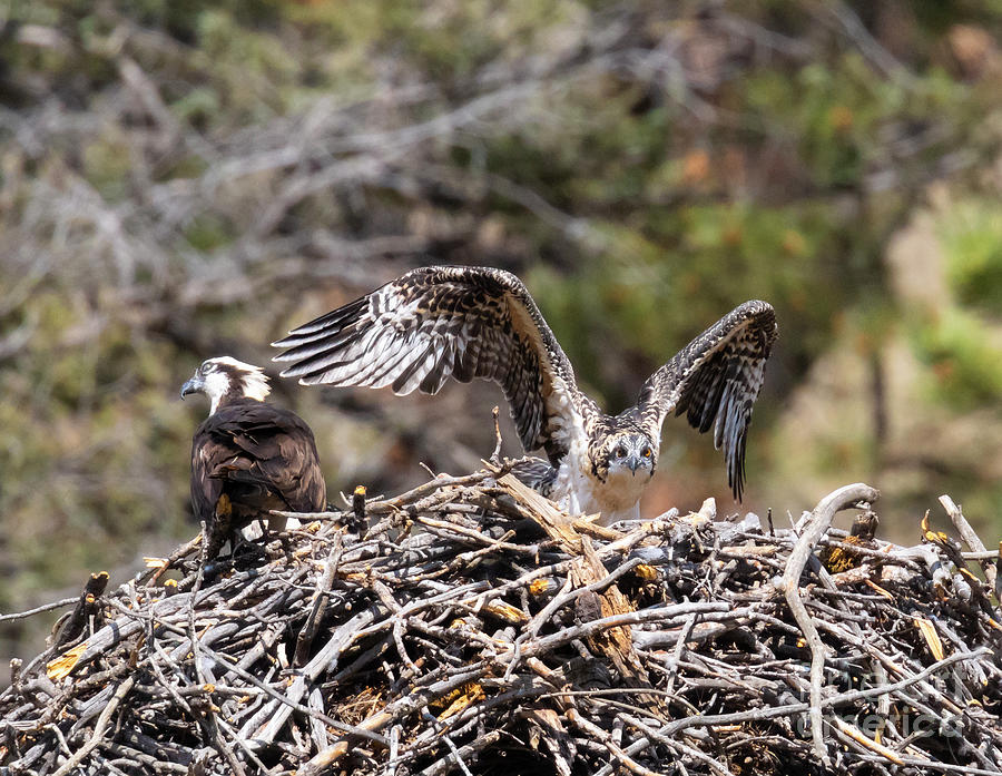 Baby Osprey Practicing Photograph by Steven Krull