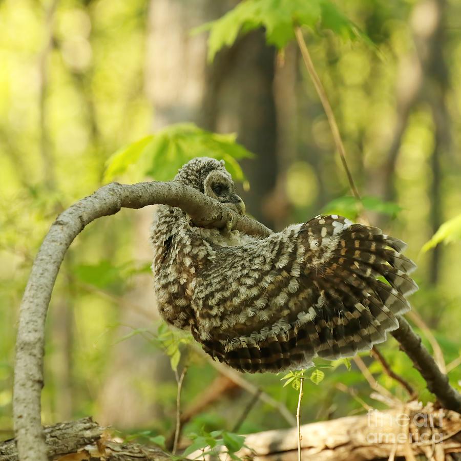 Baby owl chin ups Photograph by Heather King