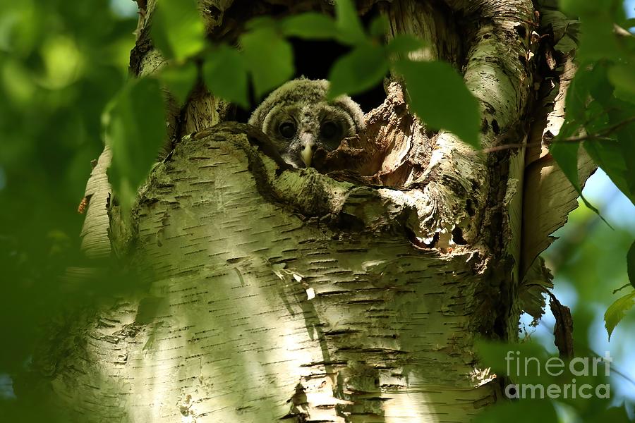 Baby owl treehouse Photograph by Heather King