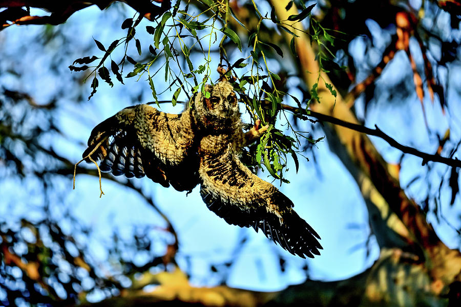Baby Owlets Flying Practice Went Wrong Photograph by Amazing Action Photo Video