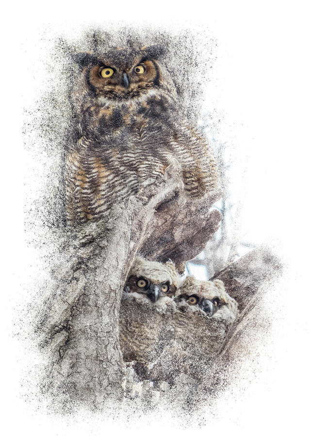 Baby Owls Safe with Parent Photograph by Patti Deters