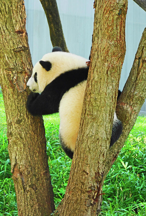 Baby Panda Xiao Qi Ji Climbing A Tree Photograph