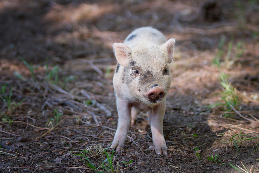 Baby pig Photograph by Apostoli Rossella