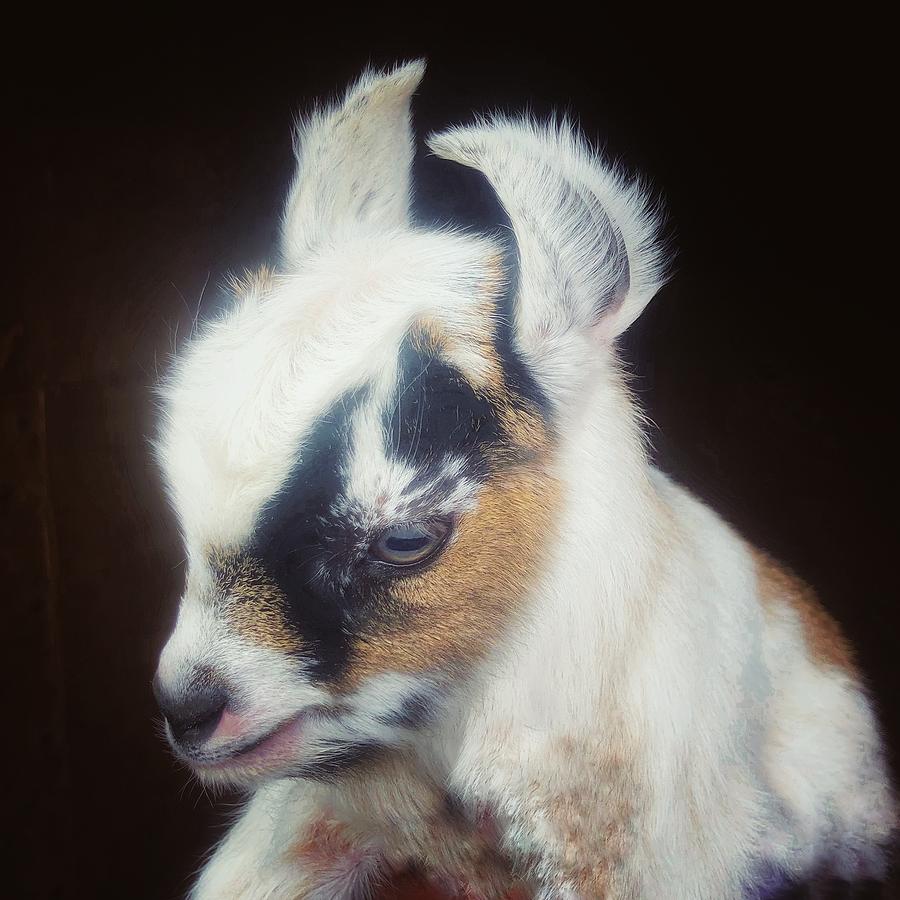 Baby Pigmy Goat Photograph by Mark Egerton