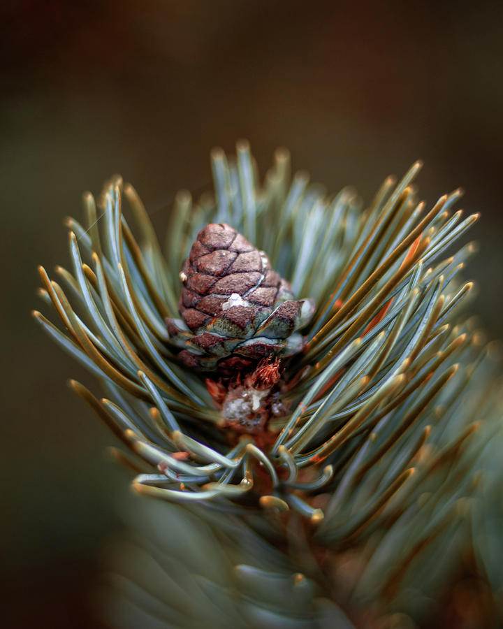 Baby Pine Cone Photograph by Rick Nelson