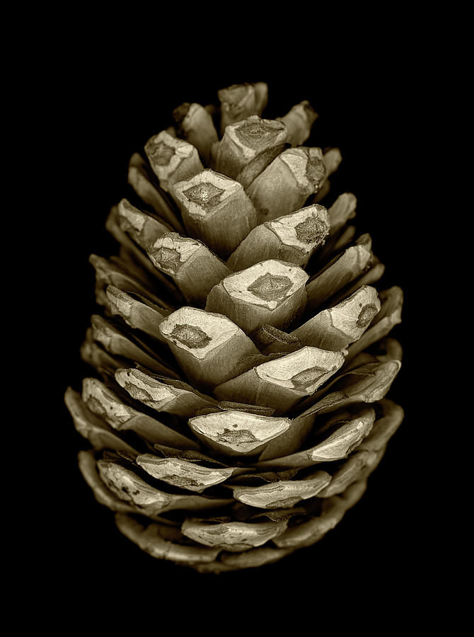 Baby Pine Cone Sepia Tone Photograph by Craig Brewer - Fine Art America