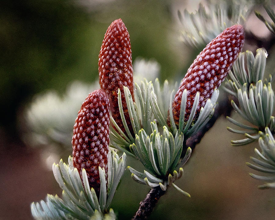 Baby Pine Cones Photograph by Gary Geddes