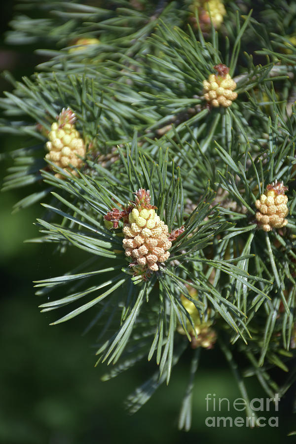 Beautiful Baby Pine Cones And Others Still Growing On Pine Stems Postcard