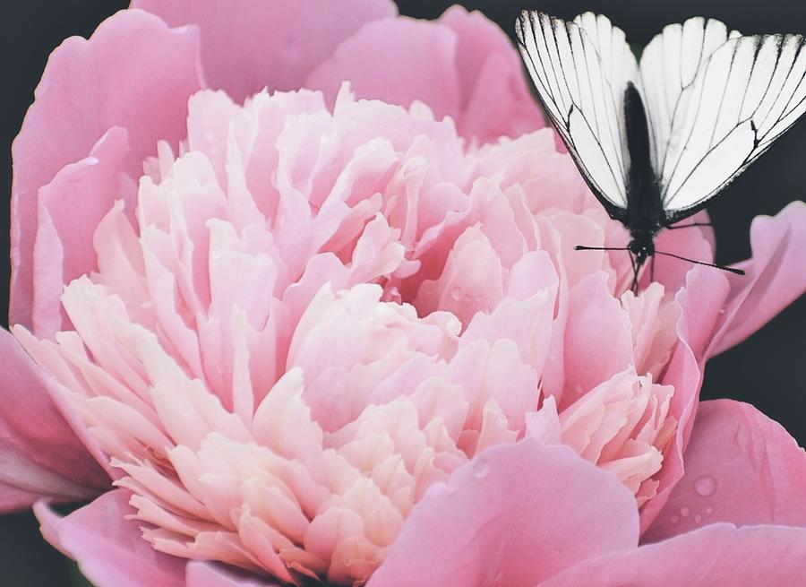 baby peony