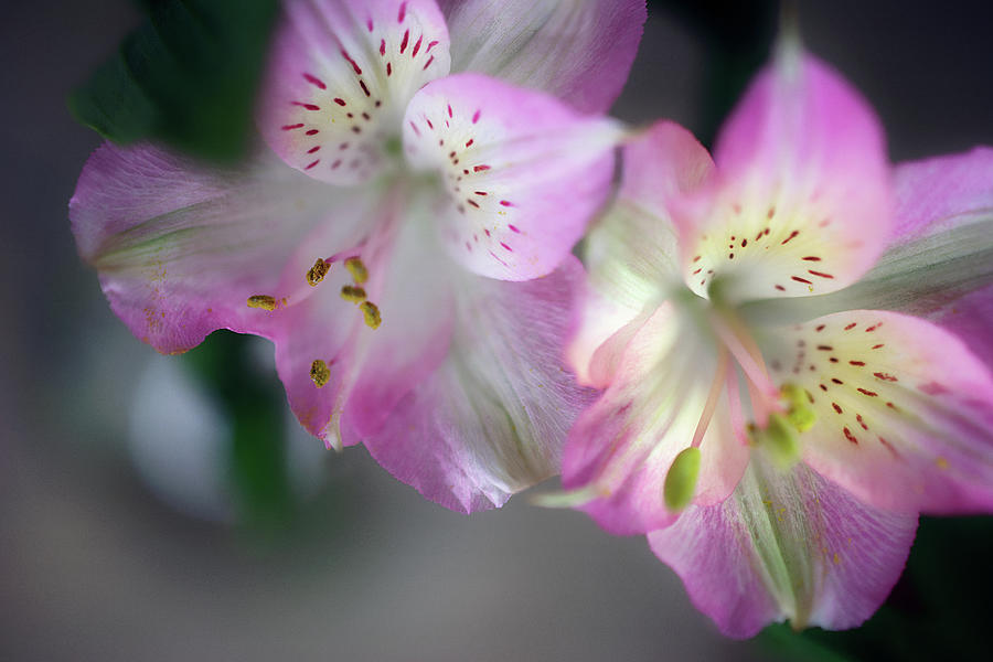 Baby Pink Peruvian Lily Photograph by Gwen Gibson