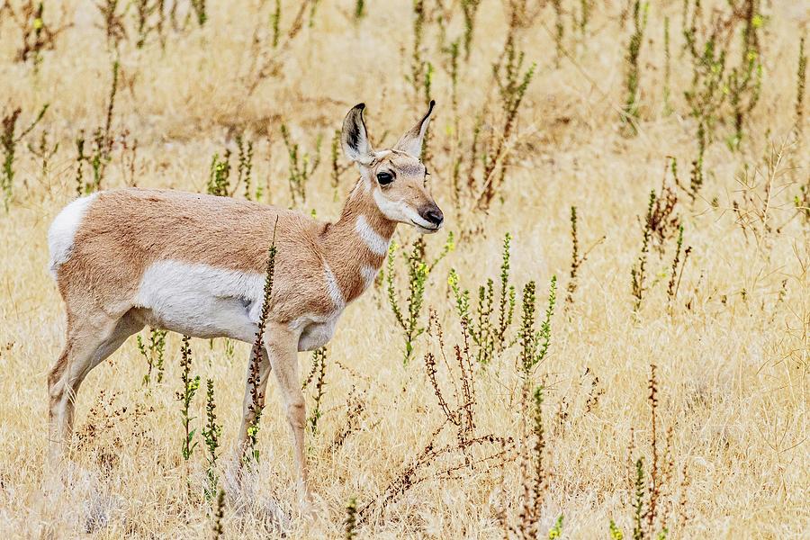 Baby pronghorn Photograph by Wesley Gilson - Fine Art America