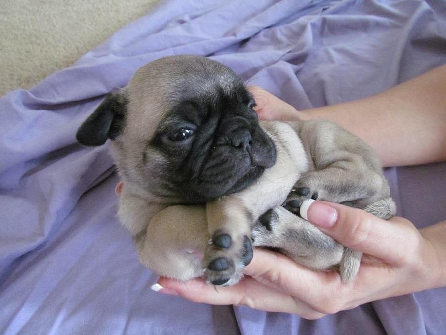 Baby Pug Photograph by Johnny McNabb | Pixels
