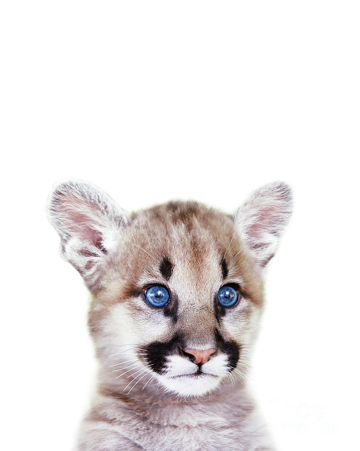 trimmen milieu Spin Baby Puma, Cougar Cub, Baby Animals Art Print By Synplus Digital Art by  Synplus Art - Pixels
