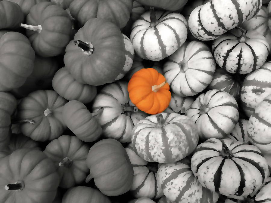 Baby Pumpkin Photograph by Don Spenner