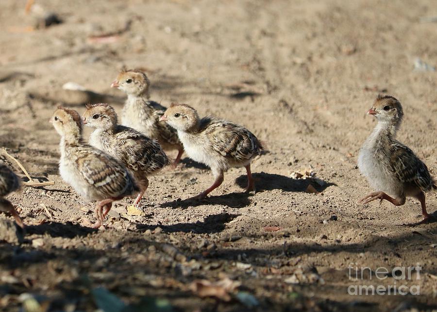 Baby Quail Parade with Straggler Photograph by Carol Groenen