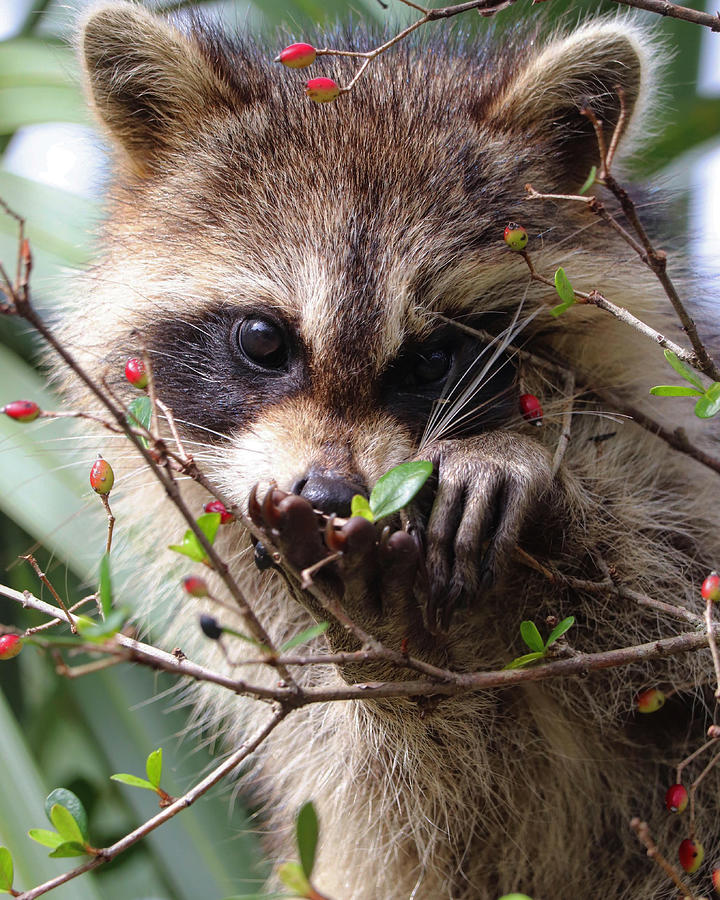 Baby raccoon picking berries Photograph by Jeni Tirnauer - Pixels