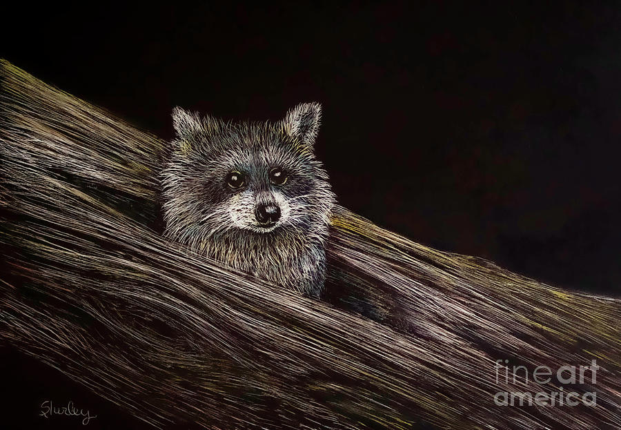 Baby Raccoon  Drawing by Shirley Dutchkowski