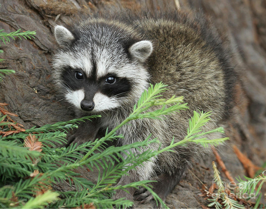 Baby Raccoon Photograph - Baby Raccoon Procyon lotor 2013 by Monterey County Historical Society