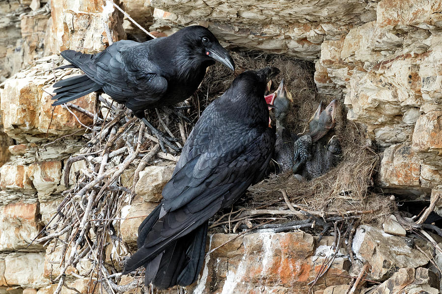 Baby Raven Chicks with Mom and Dad  Photograph by Kathleen Bishop