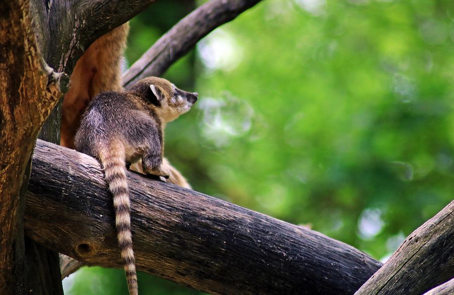 Baby Red Coati Photograph by Karen Noble - Fine Art America