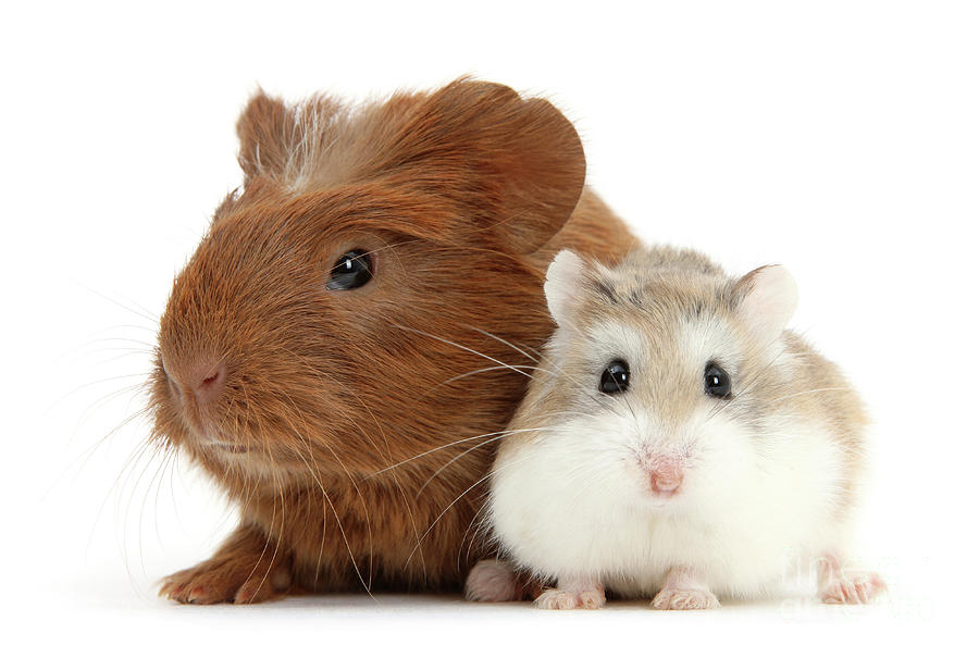 Baby Red Guinea Pig And Cute Roborovski Hamster Photograph By Warren Photographic