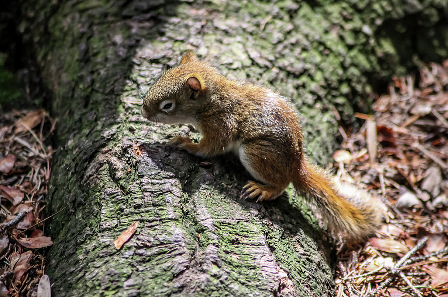 Baby Red Squirrel Photograph by Dawn Richards