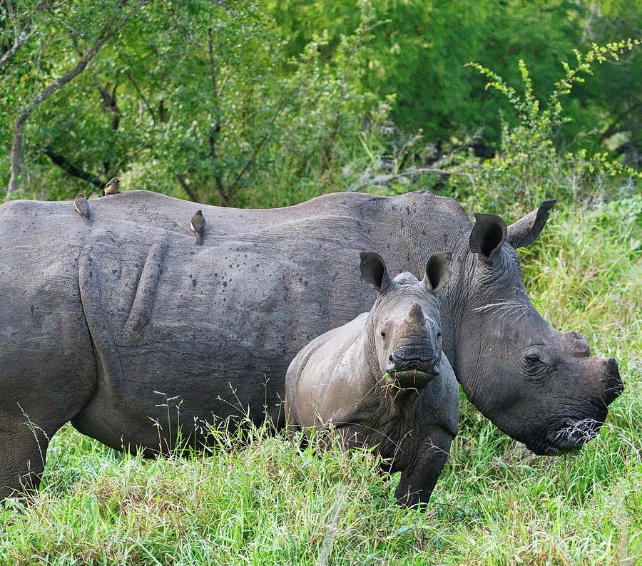 Baby Rhino and Mom Photograph by William Gibson - Fine Art America