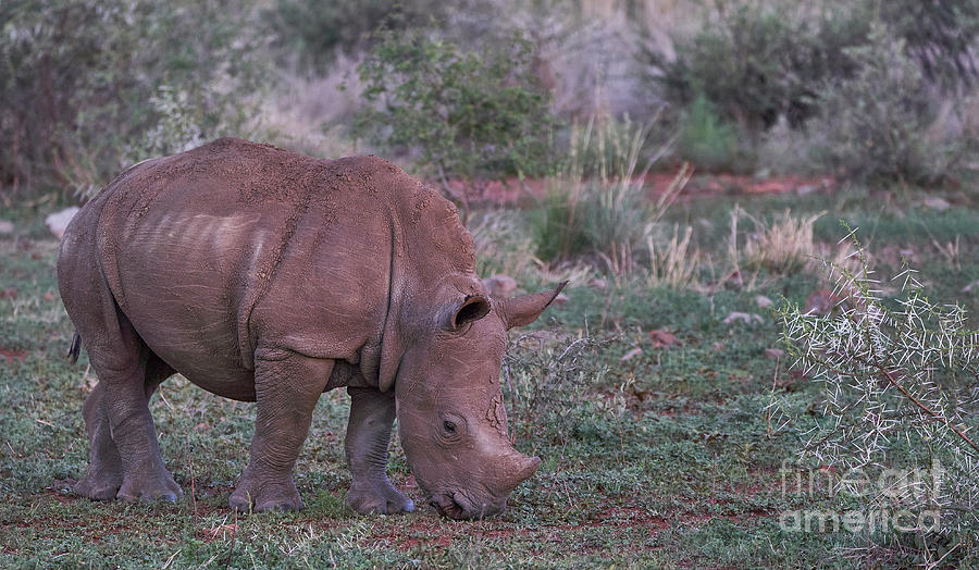 Baby Rhino Photograph by Brian Kamprath