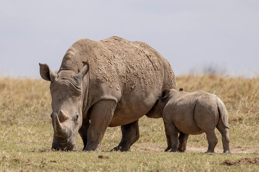 Baby Rhino Nursing Photograph By Jim Allsopp - Fine Art America