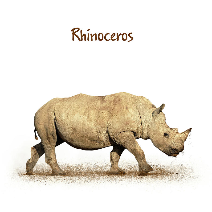 Baby Rhinoceros Walking Side Extracted Photograph by Good Focused