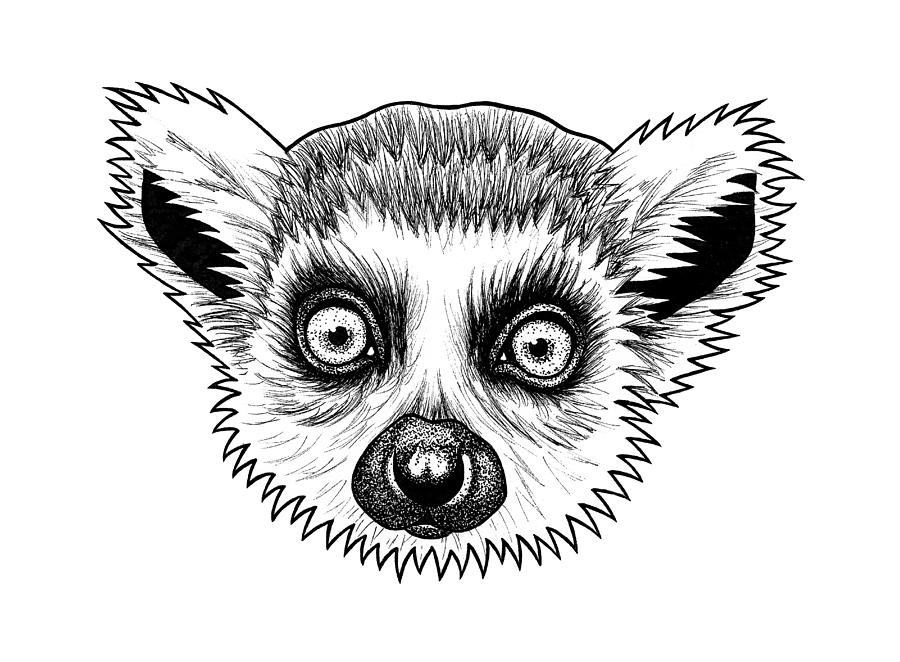 Baby ringtailed lemur Drawing by Loren Dowding  Pixels