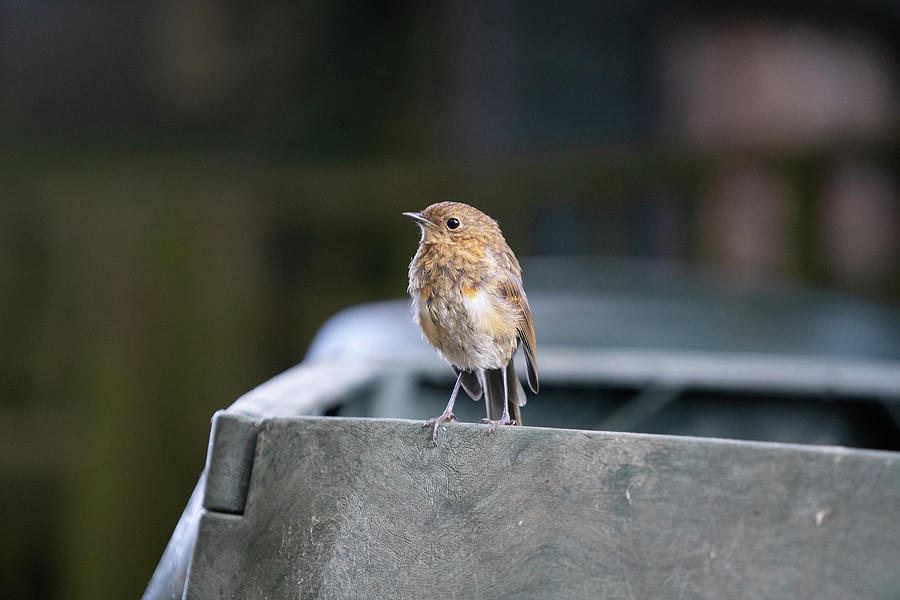 Robin Photograph - Baby Robin by Nick Lewis Robin Photograph - Baby Robin by Nick Lewis